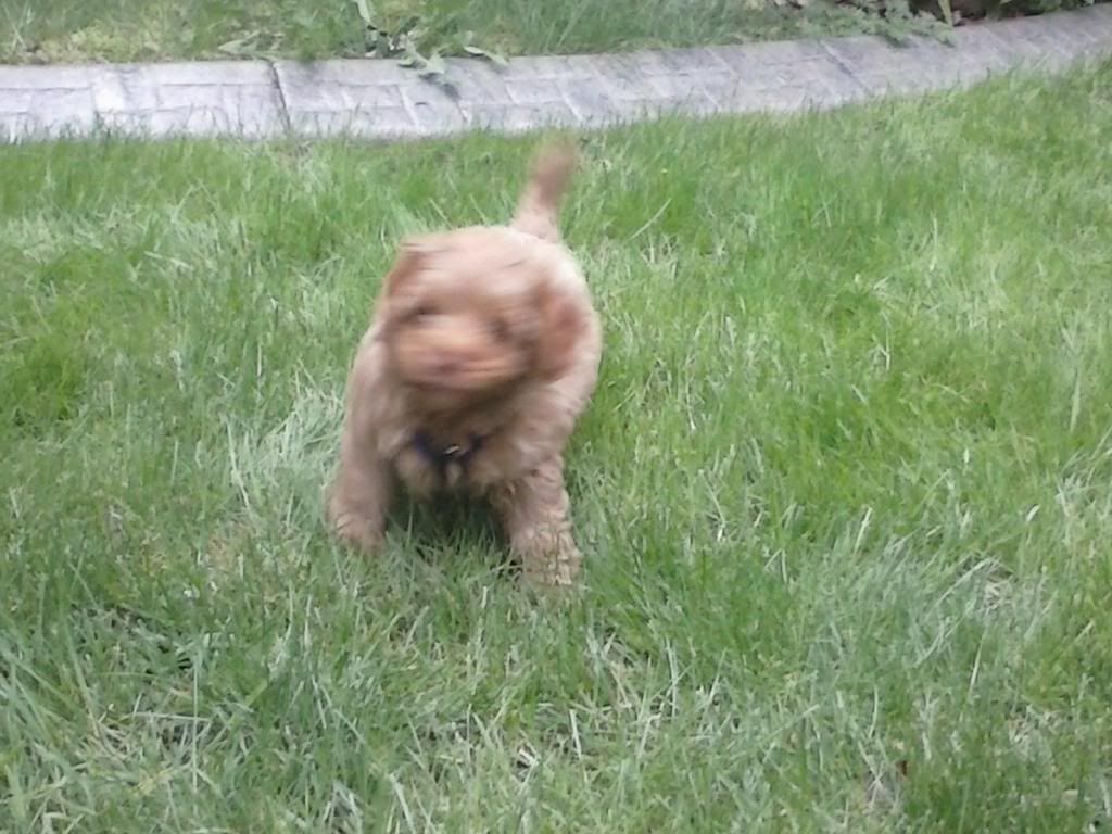 CAM00190_zpsa1ca6d14.jpg~original