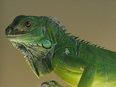Face to love photo iguana-_zpse0f7d057.jpg