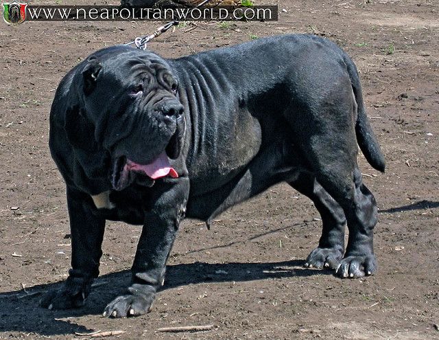 Neapolitan Mastiff photo Neomastiff_zpseccb1092.jpg