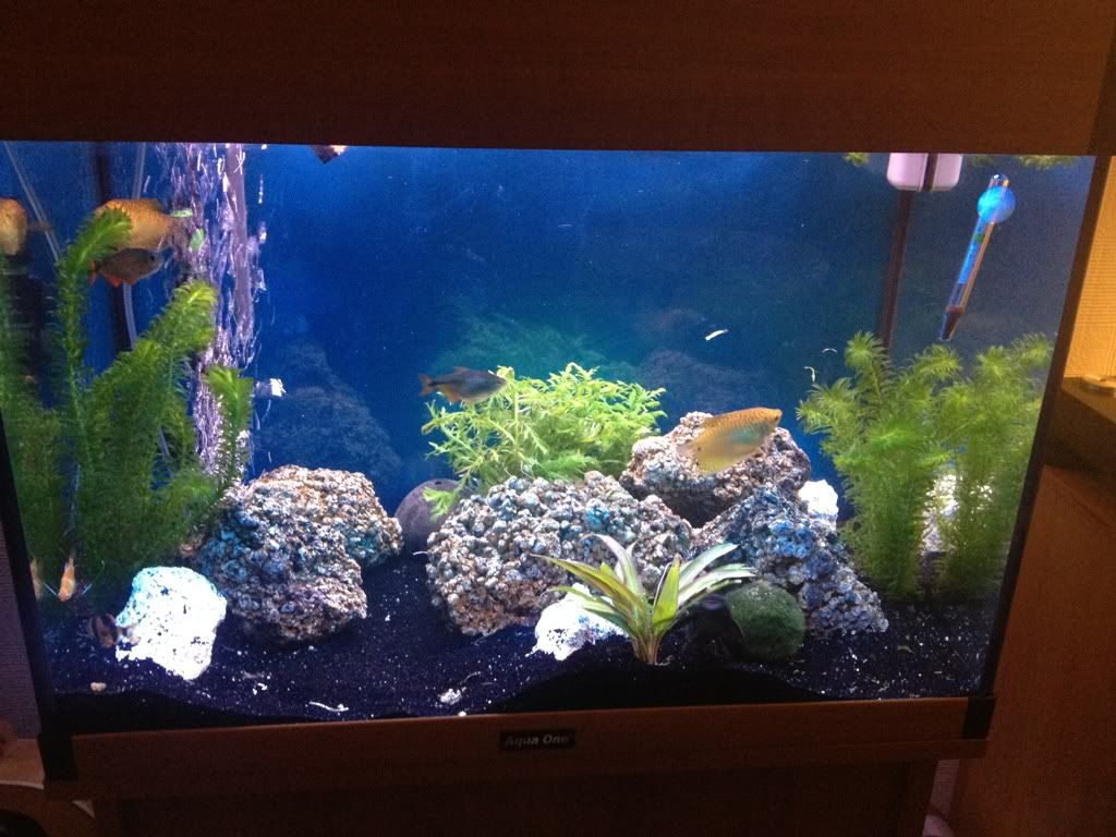 Ideal Tank Setup For Blue Lobster (Crayfish) Fish Forum
