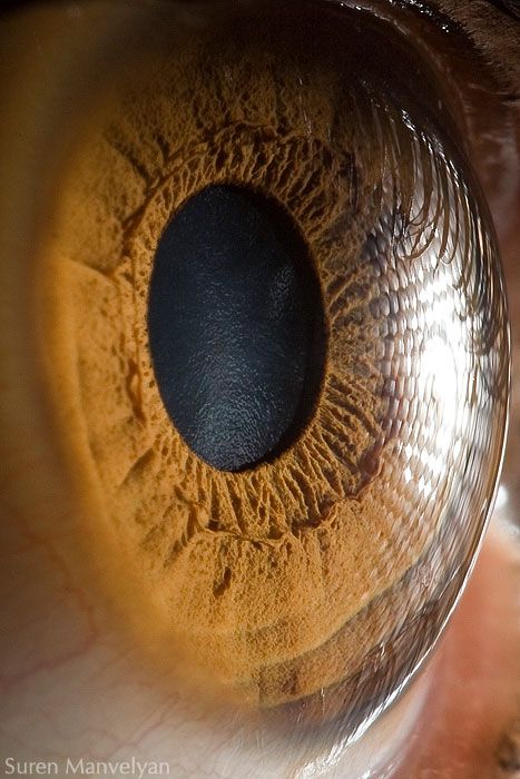 fotografias de microscopio fotografias de microscopio