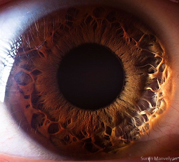 ojos de animales ojos de animales