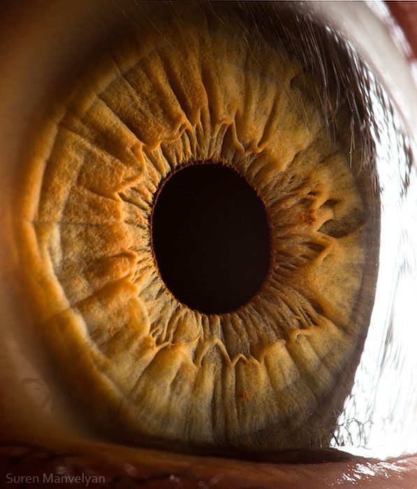 ojos de animales ojos de animales