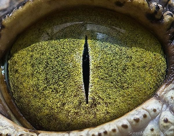ojo humano ojo humano