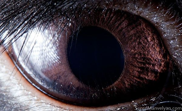 fotografias de microscopio fotografias de microscopio