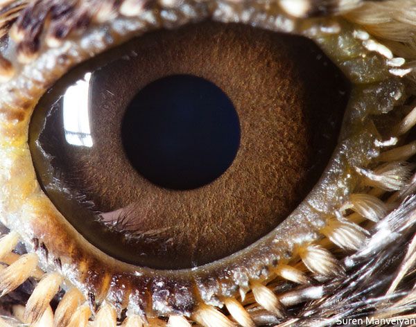ojos de animales ojos de animales