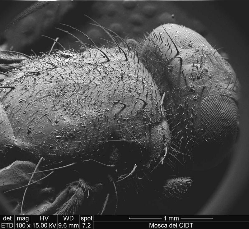 imagenes microscopicas imagenes microscopicas