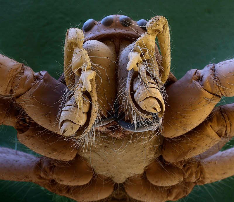 imagenes microscopicas imagenes microscopicas