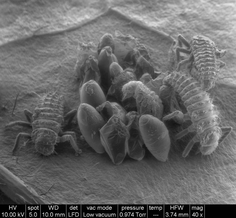 fotografias de microscopio fotografias de microscopio