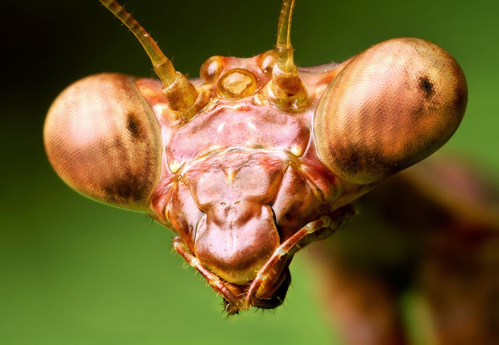 fotografias de microscopio fotografias de microscopio