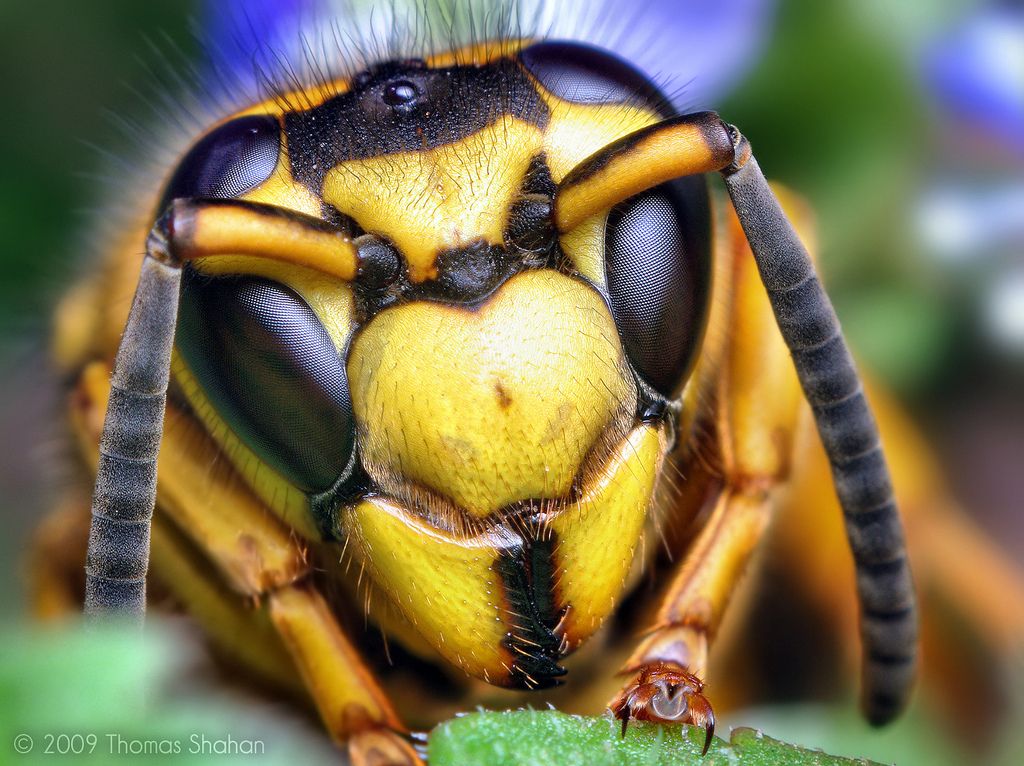 fotografias de microscopio fotografias de microscopio