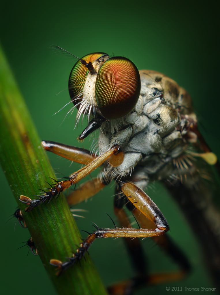 insectos insectos