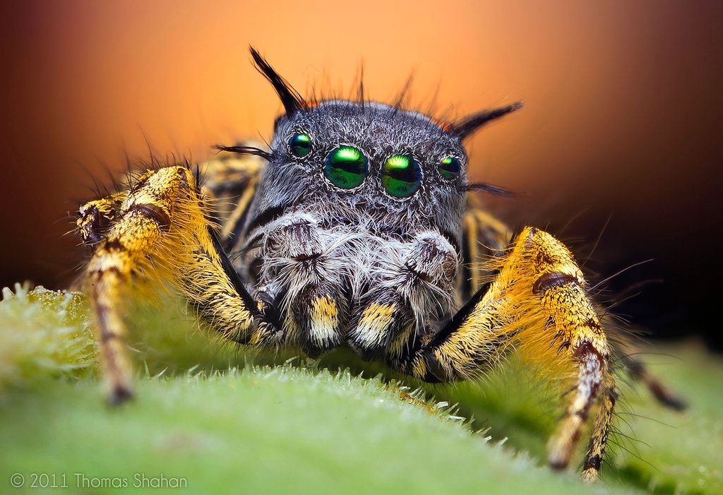 ojos de animales ojos de animales