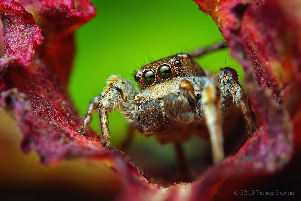 insectos insectos
