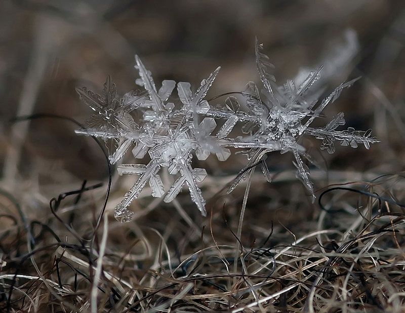 copos de nieve copos de nieve