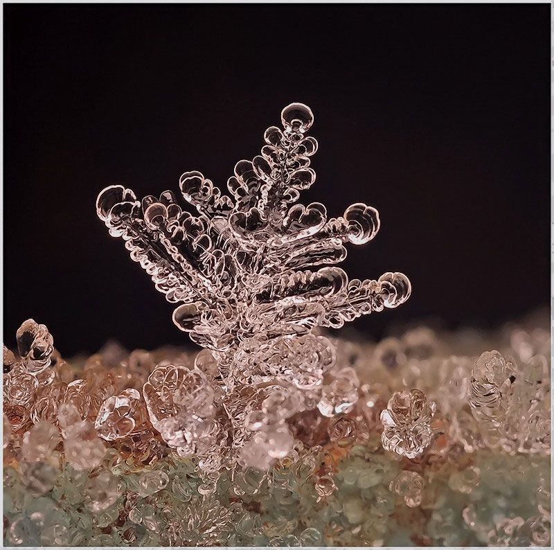 imagenes microscopicas imagenes microscopicas