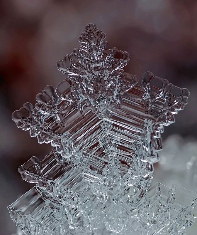 fotografias de microscopio fotografias de microscopio