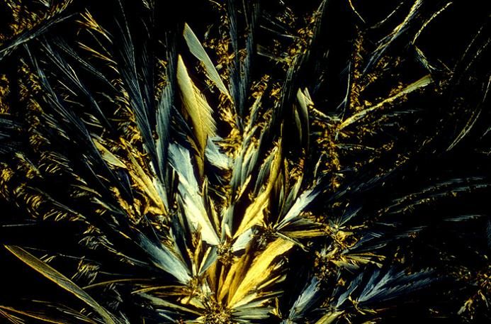 fotografias de microscopio fotografias de microscopio