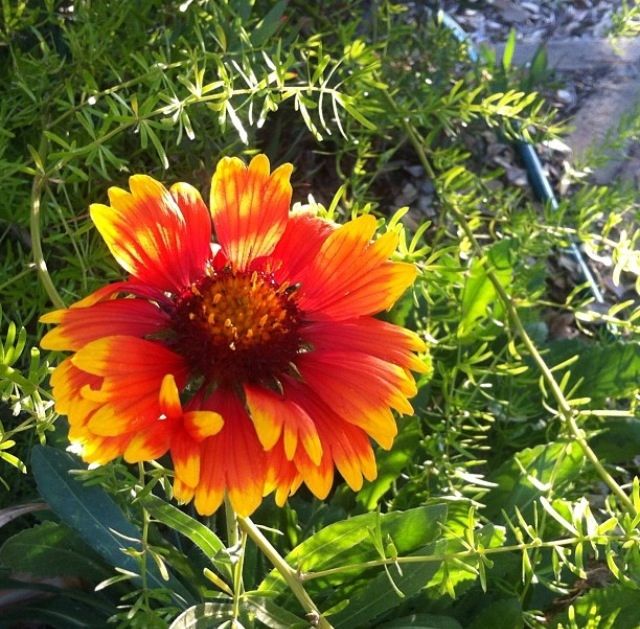 Pineapple Dazzle Spring Flower 