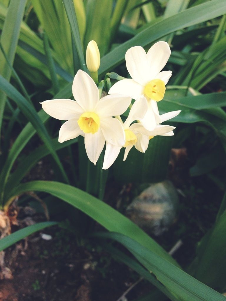 Pineapple Dazzle Flowers in Garden