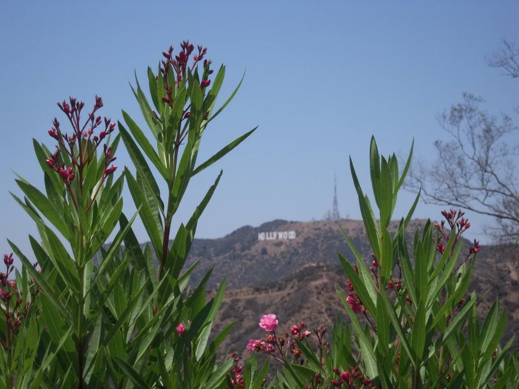 Pineapple Dazzle Los Angeles Hollywood Sign Flowers