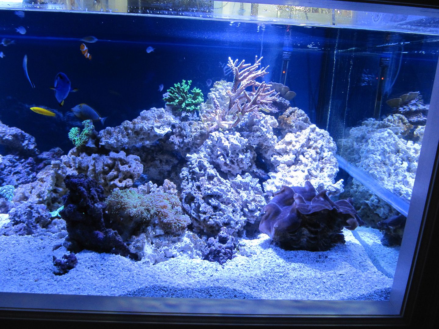 Aquascaping Show Your Skills Page 29 Reef Central Online Community