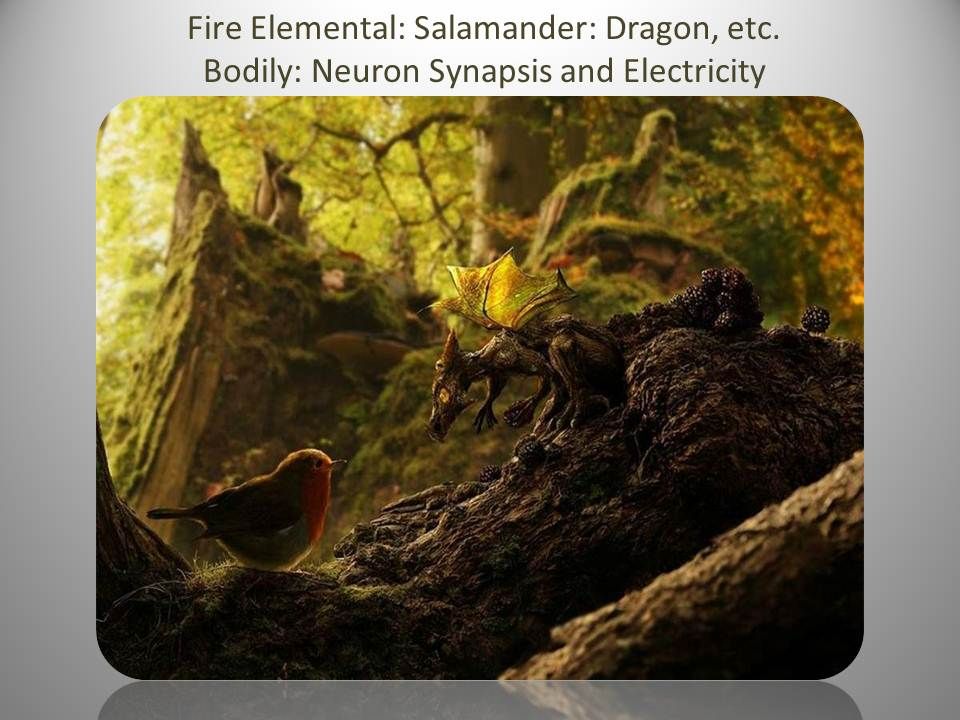 Elemental_-_Fire_-_Salamander.jpg