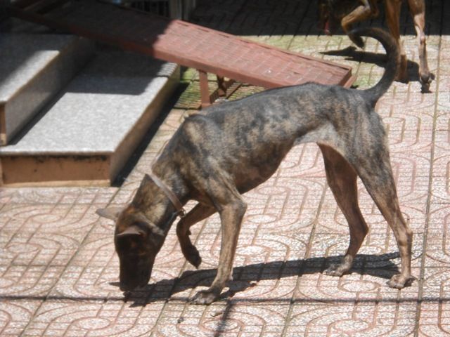 Dáng người mẫu - 1