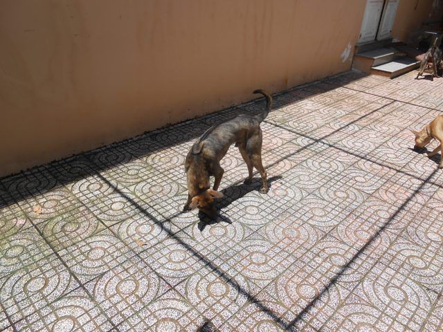 Dáng người mẫu