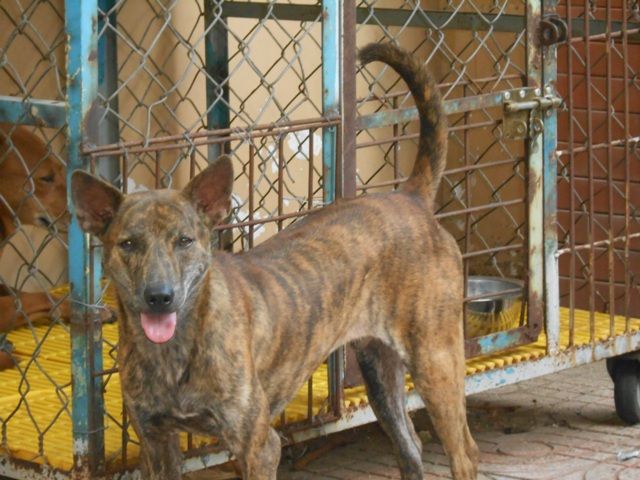 Vện lửa chuẩn - 1