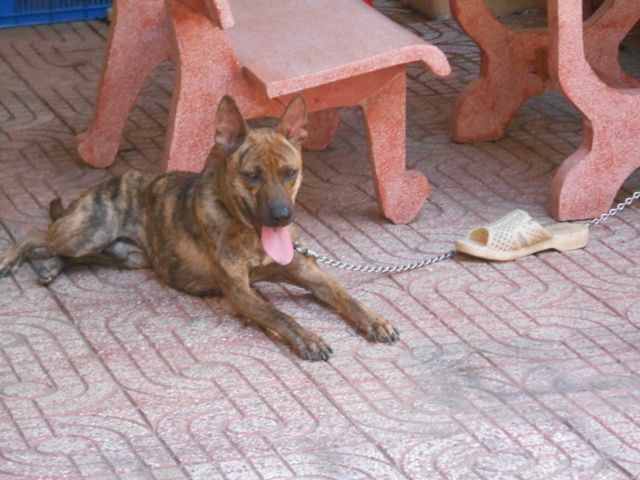 Bán Vện cọp đã có giấy CNG của VKA - 2