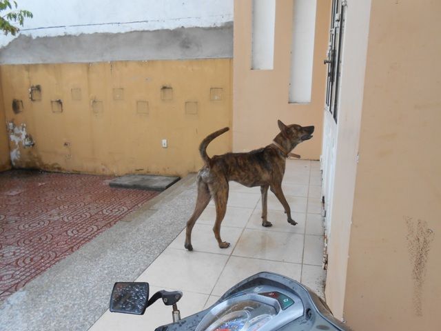 Bán Vện cọp đã có giấy CNG của VKA - 1