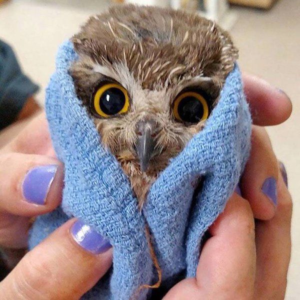 Saturday May 21 was Owl Saturday. Baby owl after a bath, from Ellen Datlow.