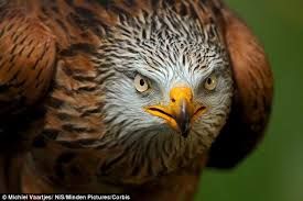Give me the Socks. Close up of red kite.