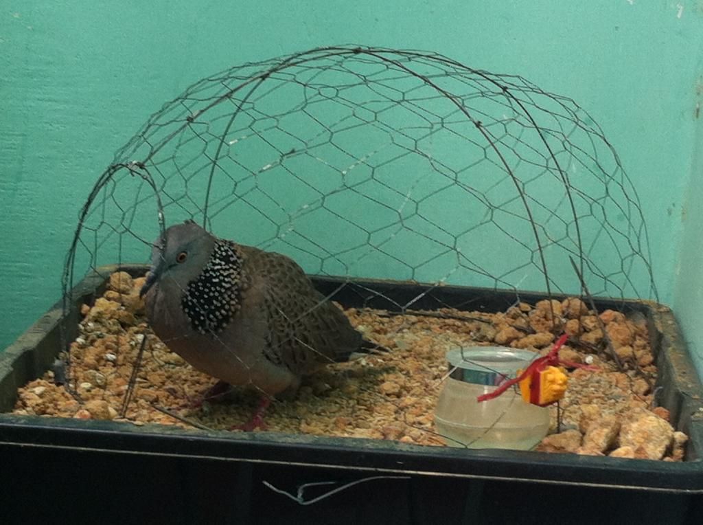 Cu Gáy Mồi Lỡ - Giọng Thổ ( đã hạ 5 em dưới tay nó ) - 2