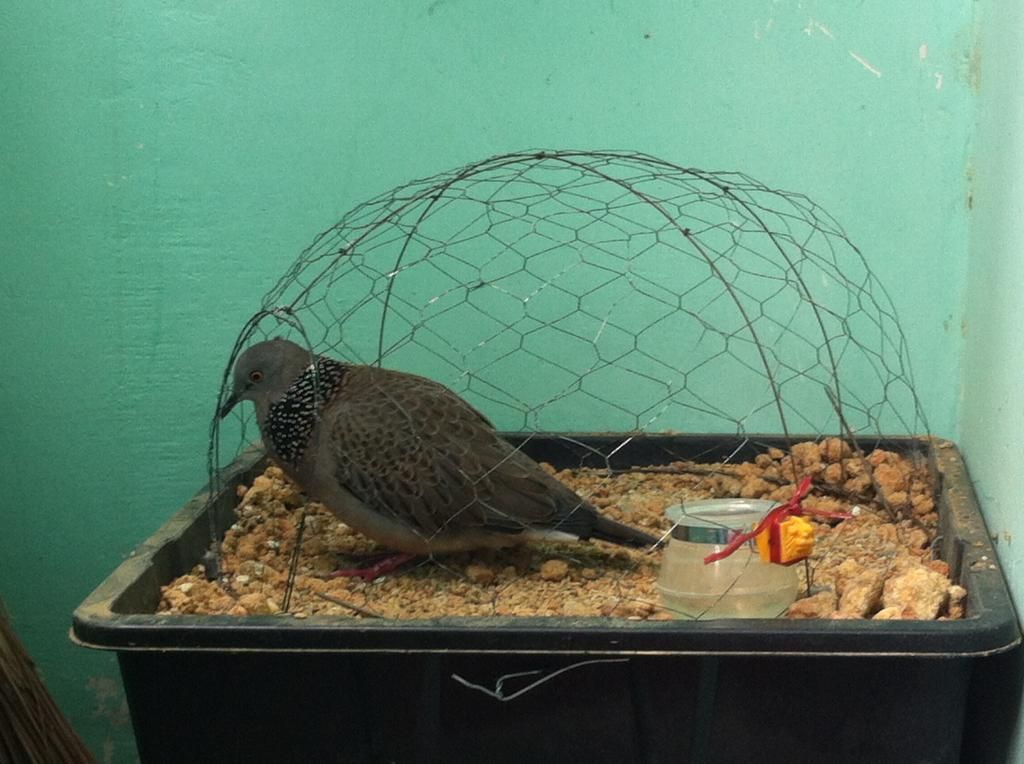 Cu Gáy Mồi Lỡ - Giọng Thổ ( đã hạ 5 em dưới tay nó ) - 3