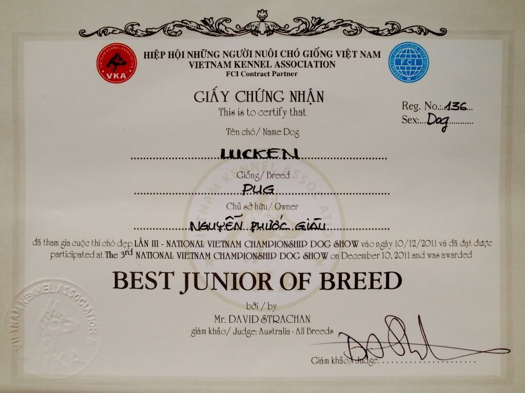 Vũng Tàu, Nhận Phối giống pug đen thuần chủng, hậu duệ của Lucken là miken - 1