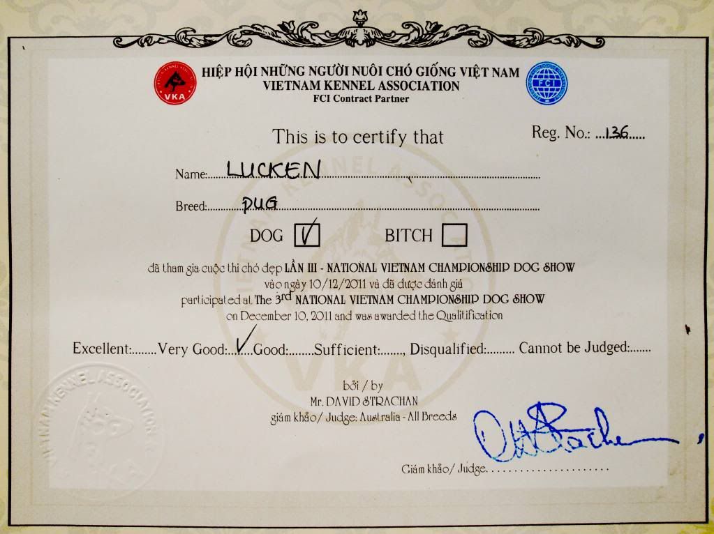 Vũng Tàu, Nhận Phối giống pug đen thuần chủng, hậu duệ của Lucken là miken - 2