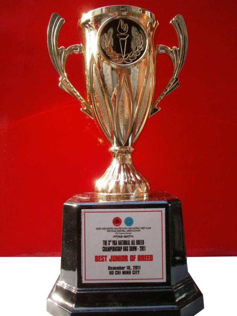 Vũng Tàu, Nhận Phối giống pug đen thuần chủng, hậu duệ của Lucken là miken