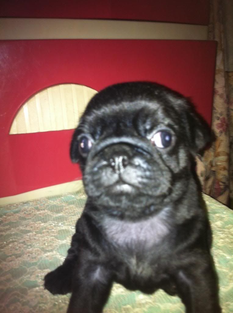 Vũng Tàu, Nhận Phối giống pug đen thuần chủng, hậu duệ của Lucken là miken - 5