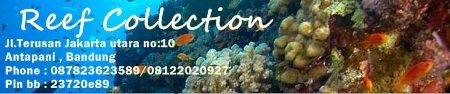 Reef Collection