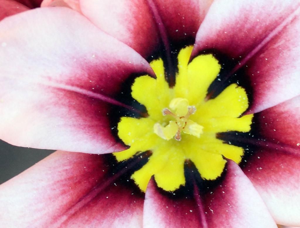 Bountifulblooms