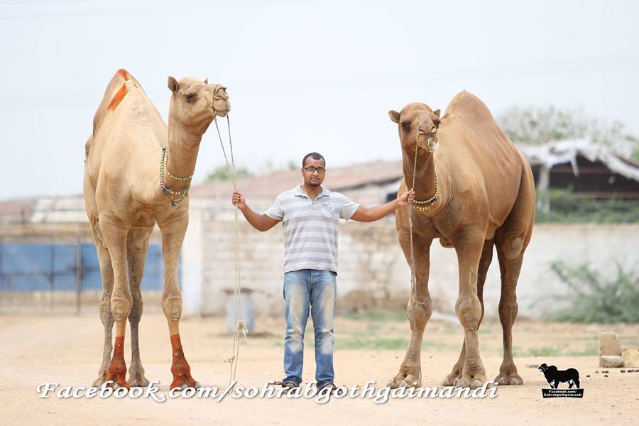 1208 zpsoeufcbam - Cow Boy Selfie