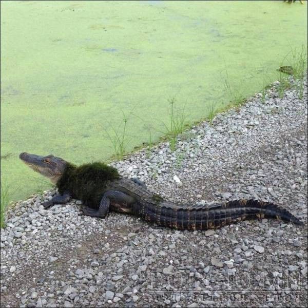  photo acid_picdump_60_zps172e87qr.jpg