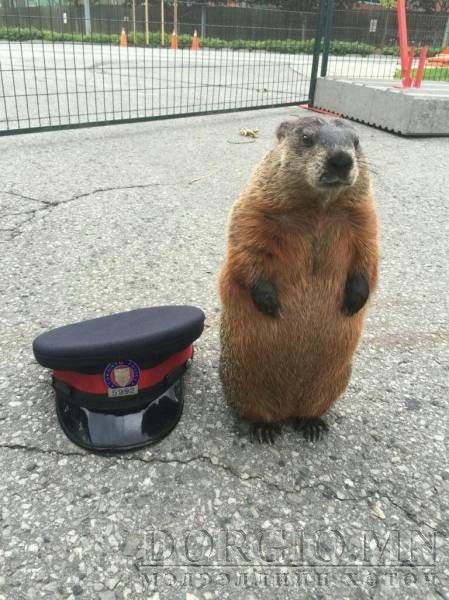  photo acid_picdump_72_zps0ficdcbv.jpg