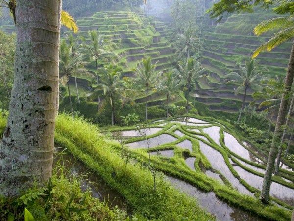  photo World_Asia_Terraced_Rice_Paddies___Ubud_Area___Bali___Indonesia_008968__zps6fd2998a.jpg