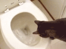  photo wtf_pictures_34_zps36fb3904.gif