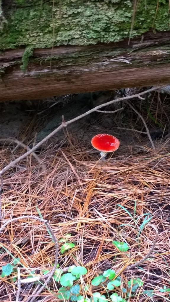 mushroom_zpsa0e1f187.jpg