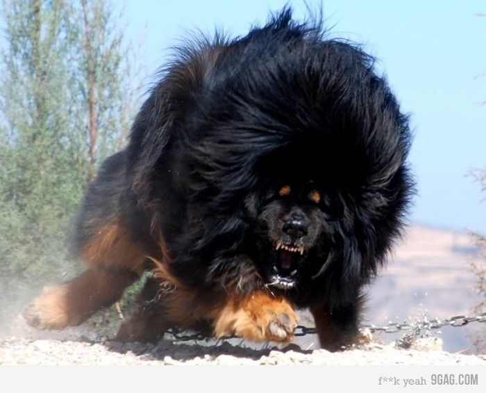 tibetan-mastiff-1321210805-3699_zps4348e388.jpg